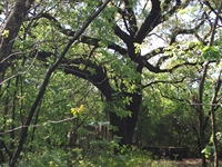 Parco Cosentini